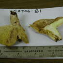 Image of Lactarius