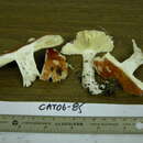 Image of Russula