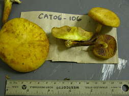 Image of Gymnopilus