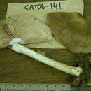 Pluteus cf. petasatus resmi