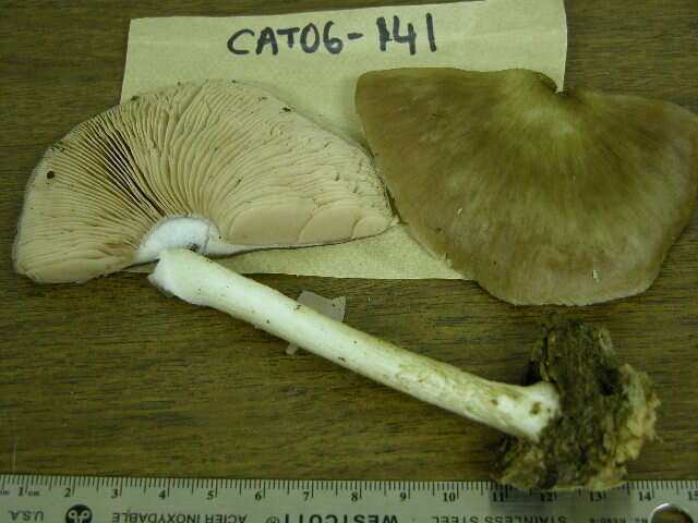 Image of Pluteus cf. petasatus