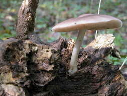 Image of Pluteus cf. petasatus