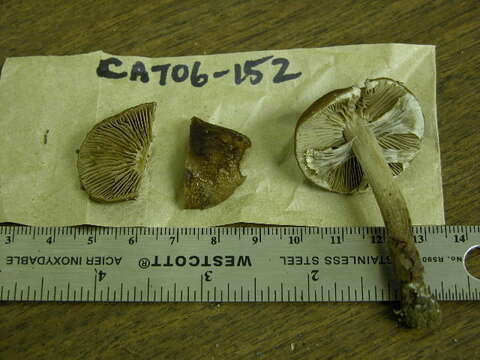 Image of Cyclocybe erebia (Fr.) Vizzini & Matheny 2014