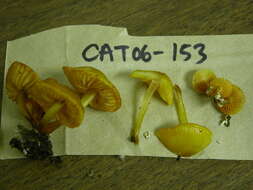 Image of Mycena leaiana (Berk.) Sacc. 1891