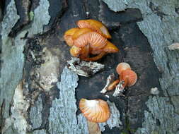 Image of Mycena leaiana (Berk.) Sacc. 1891