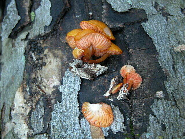 Image of Mycena leaiana (Berk.) Sacc. 1891