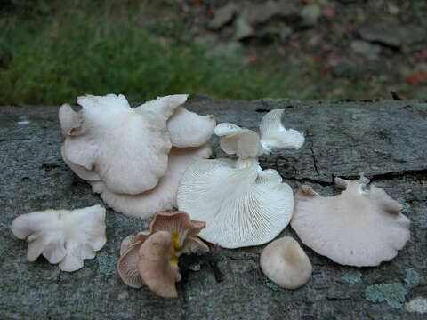 Image of Pleurotus ostreatus