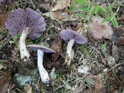 Image of Laccaria ochropurpurea (Berk.) Peck 1897