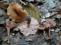 Image of Laccaria laccata