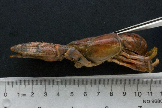 Image of virile crayfish