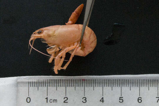 Image of virile crayfish
