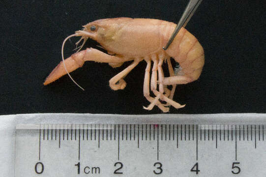 Image of virile crayfish