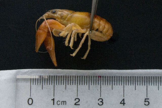 Image de <i>Orconectes propinquus</i>