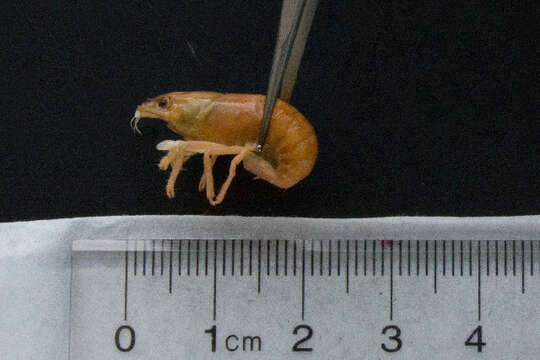 Image de <i>Orconectes propinquus</i>