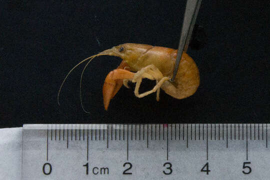 Image of <i>Orconectes propinquus</i>