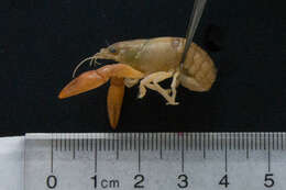 Image de <i>Orconectes propinquus</i>