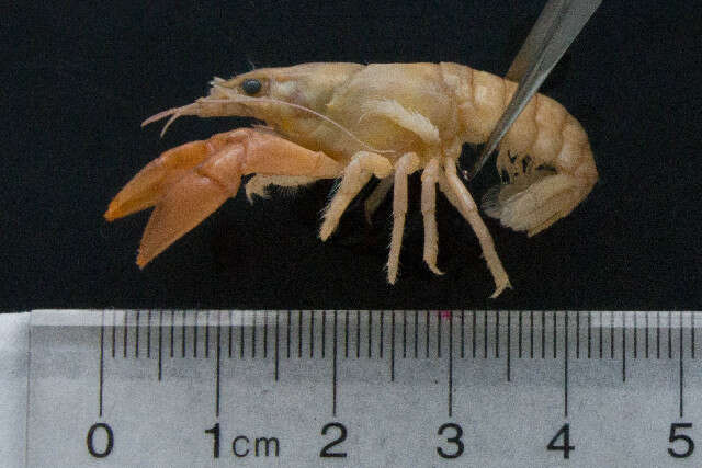 Image of <i>Orconectes propinquus</i>