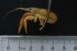 Image of <i>Orconectes propinquus</i>