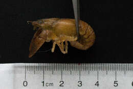 Image of virile crayfish