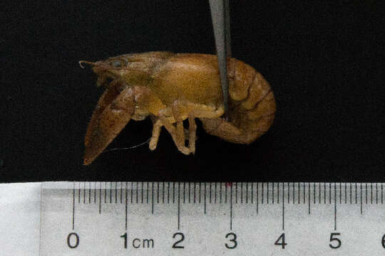 Image of virile crayfish