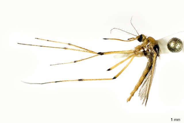 Image of Aedes fulvus (Wiedemann 1828)
