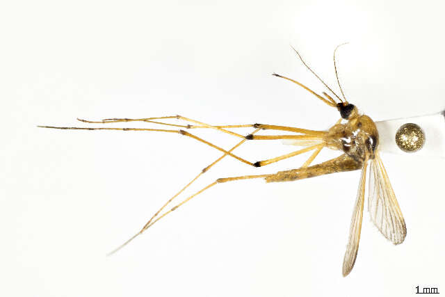 Image of Aedes fulvus (Wiedemann 1828)