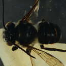 Image of Megachile