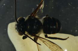 Image of Megachile