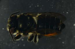 Image of Megachile