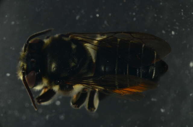 Image of Megachile