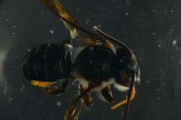 Image of Megachile