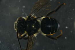 Image of Megachile