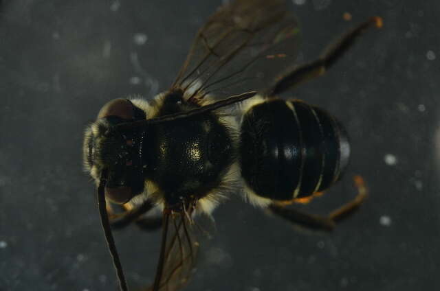 Image of Megachile