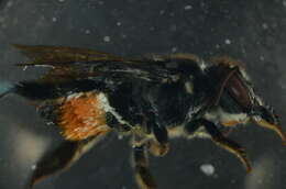 Image of Megachile