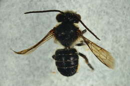 Image of Megachile