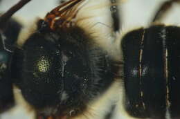 Image of Megachile