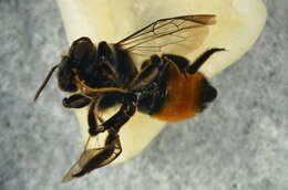 Image of Megachile