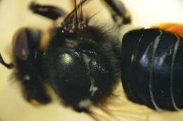 Image of Megachile