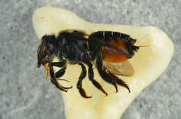 Image of Megachile