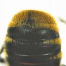 Image of Megachile diligens buxtoni