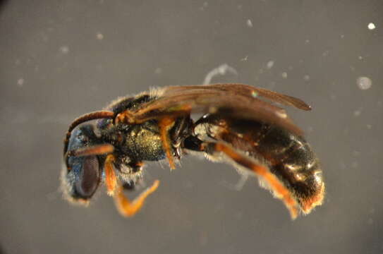 Imagem de Lasioglossum apocyni (Mitchell 1960)