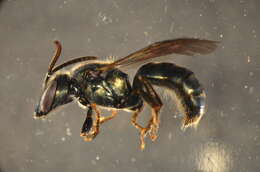 Image of Insecta