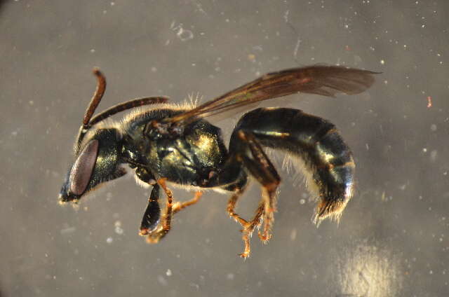 Image of Insecta