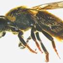 Image of Megachile rambutwan Cheesman 1936