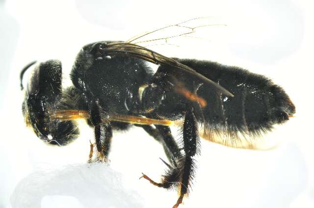 Image of Wood-nesting bee