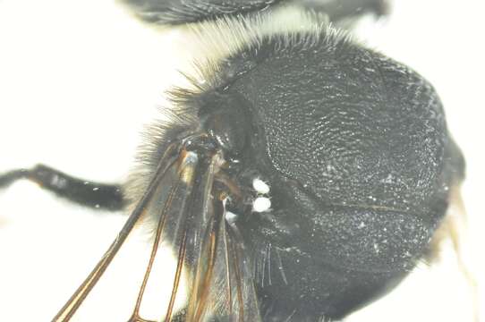 Image of Wood-nesting bee