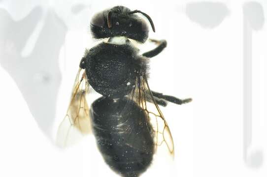 Image of Wood-nesting bee