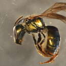 Image of Lasioglossum