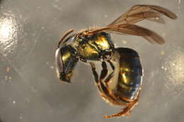Image of Lasioglossum