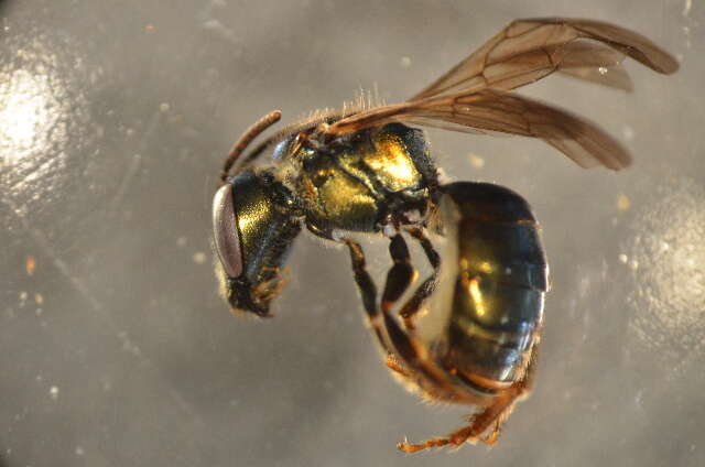 Image of Lasioglossum